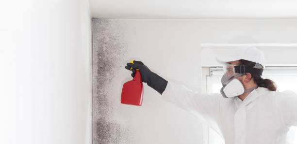 Best Commercial Mold Removal  in Montauk, NY