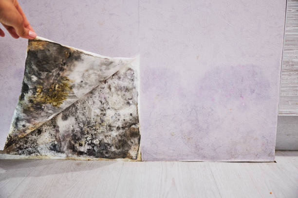 Trusted Montauk, NY Mold Removal Experts